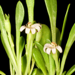 Selliera radicans