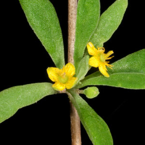 Tetragonia implexicoma