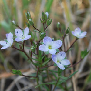 Veronica gracilis