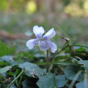 Viola hederacea
