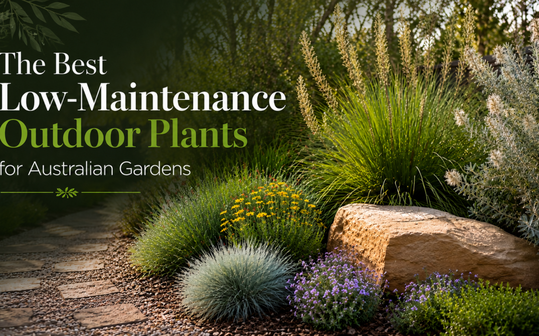 The Best Low-Maintenance Outdoor Plants for Australian Gardens