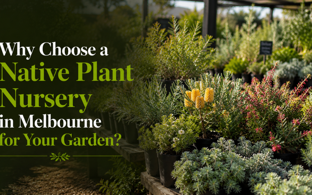 Why Choose a Native Plant Nursery in Melbourne for Your Garden