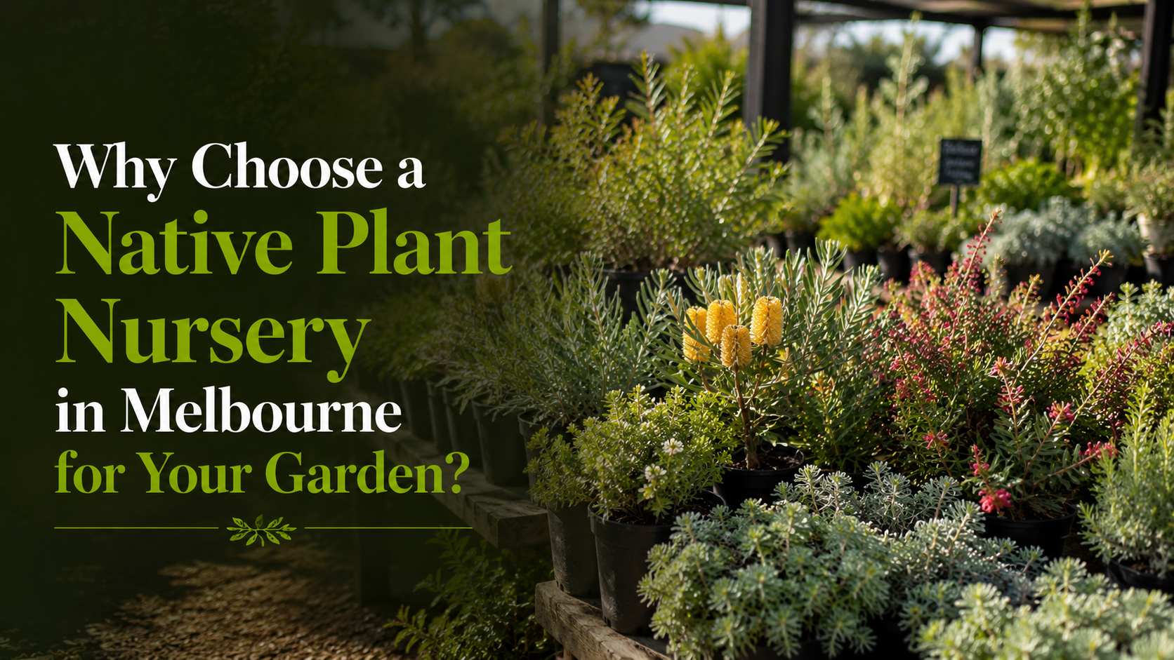 Why Choose a Native Plant Nursery in Melbourne for Your Garden